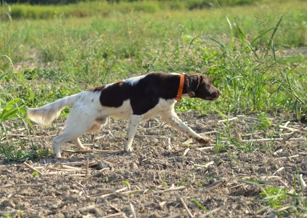Toby De La Ranche Du Chêne
