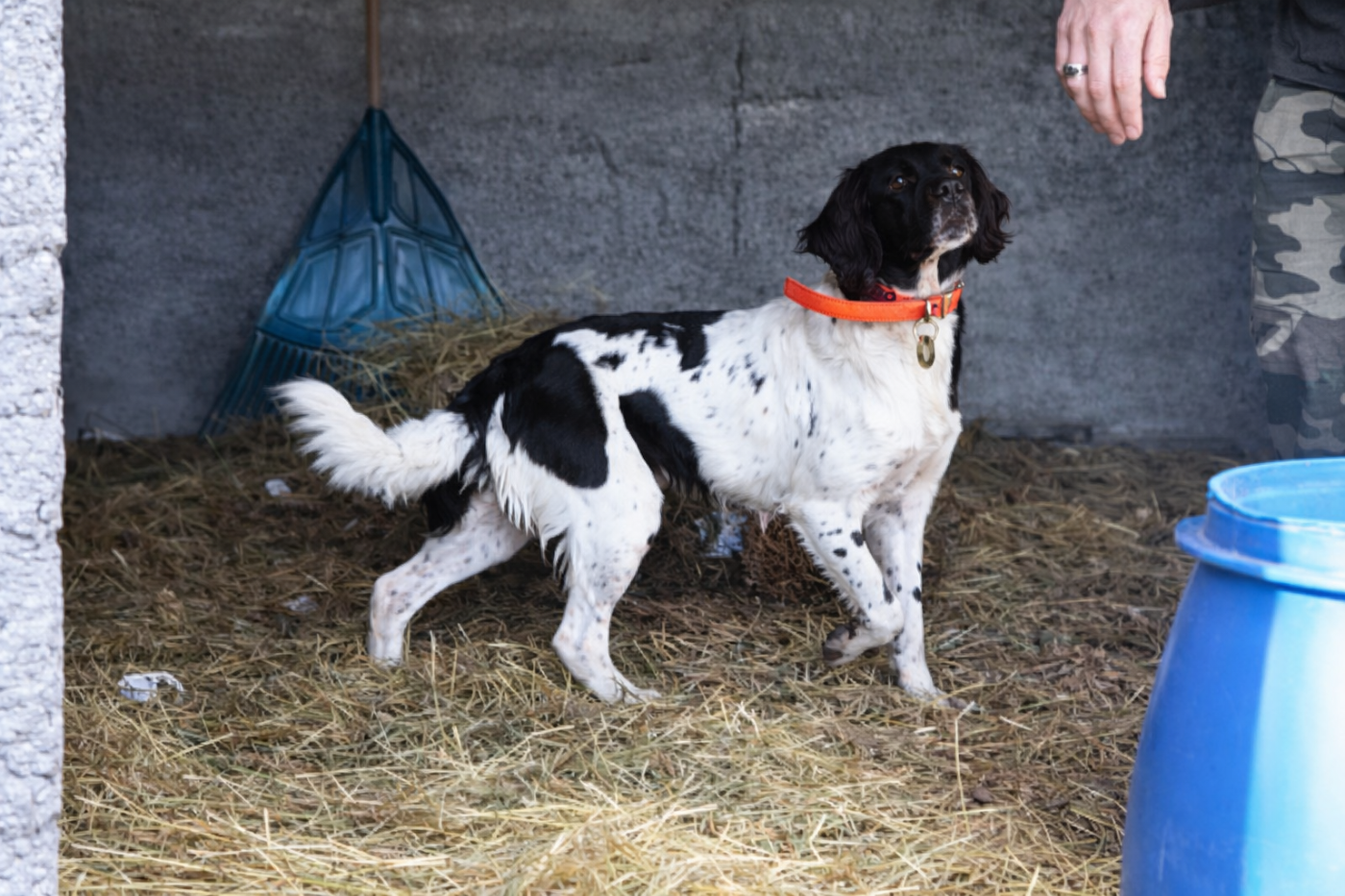 Tanya Des Flocons D'Auvergne